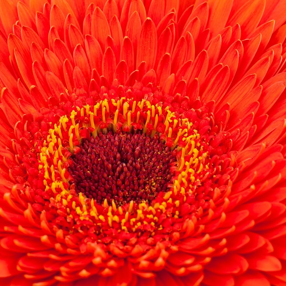 Sacral Chakra Advanced Guided Energy Release Session